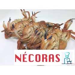 NECORAS COCIDAS CONGELADAS